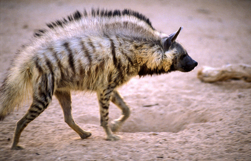 Illustration for article titled Wednesday Hyena - Hyaena hyaena Edition
